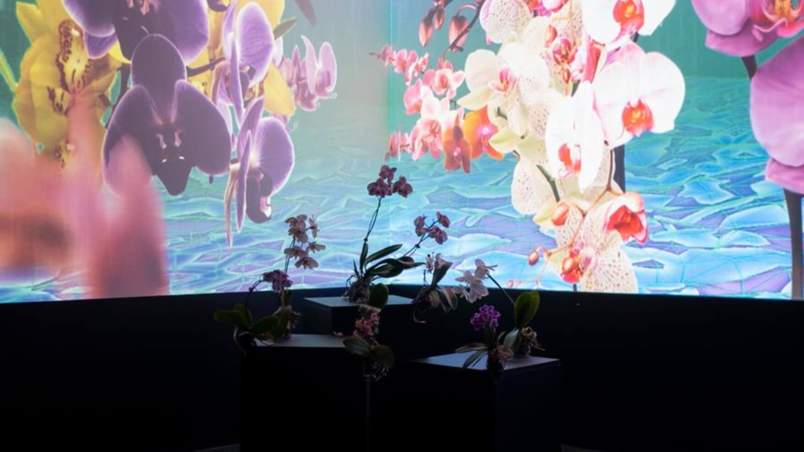 Call For Proposals 2024 Visual Arts Program (Exhibitions) Metro Arts